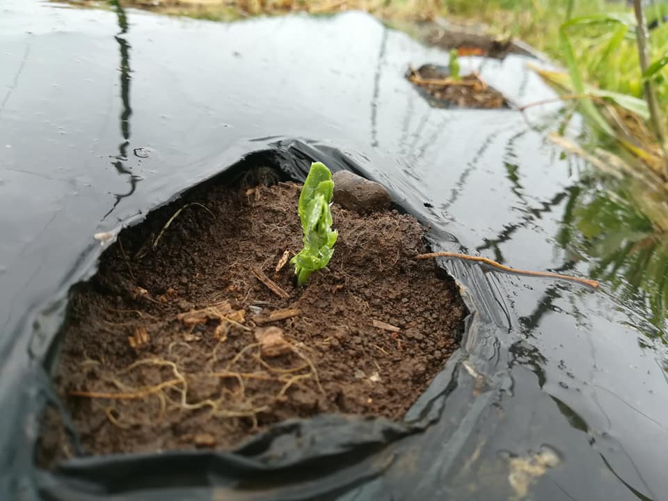 56656134_2321133957937198_5336739277529153536_n