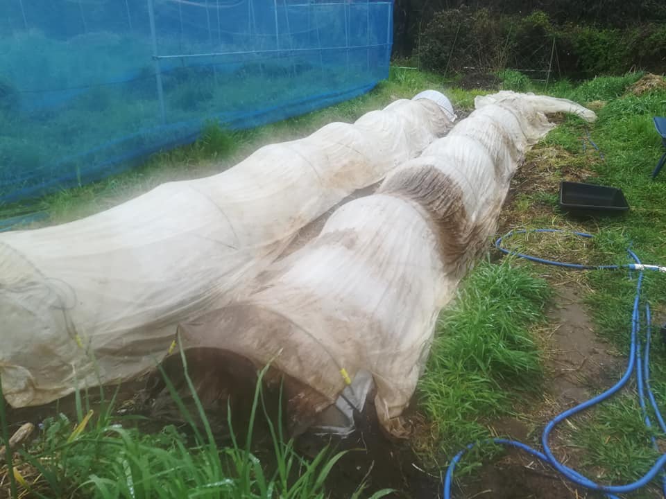 57154159_2321134131270514_867531248594059264_n